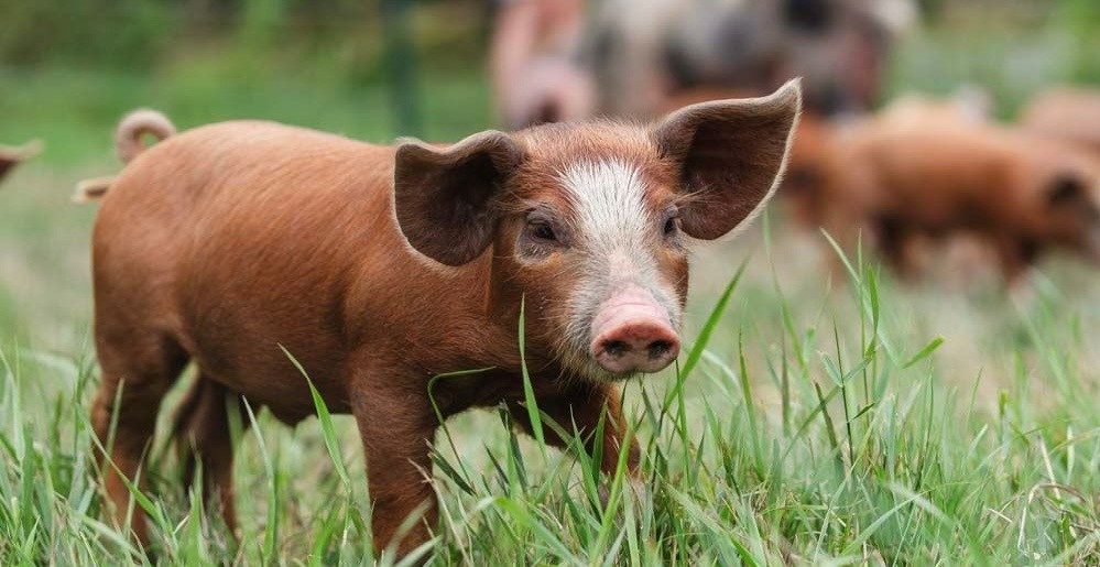 varkens knuffelen bij Oerwroeters