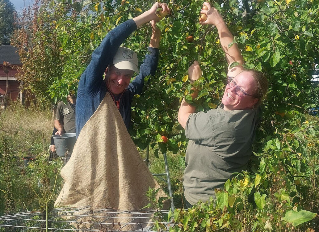 gezamenlijk appels plukken in Almere