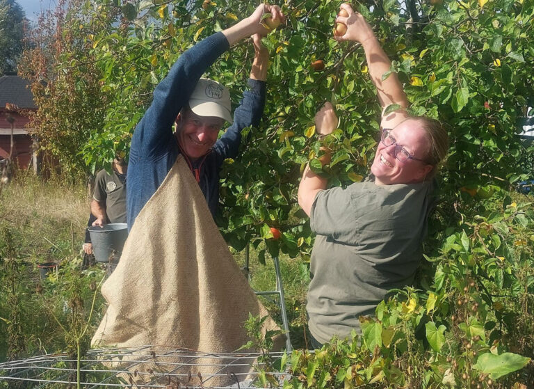 gezamenlijk appels plukken in Almere