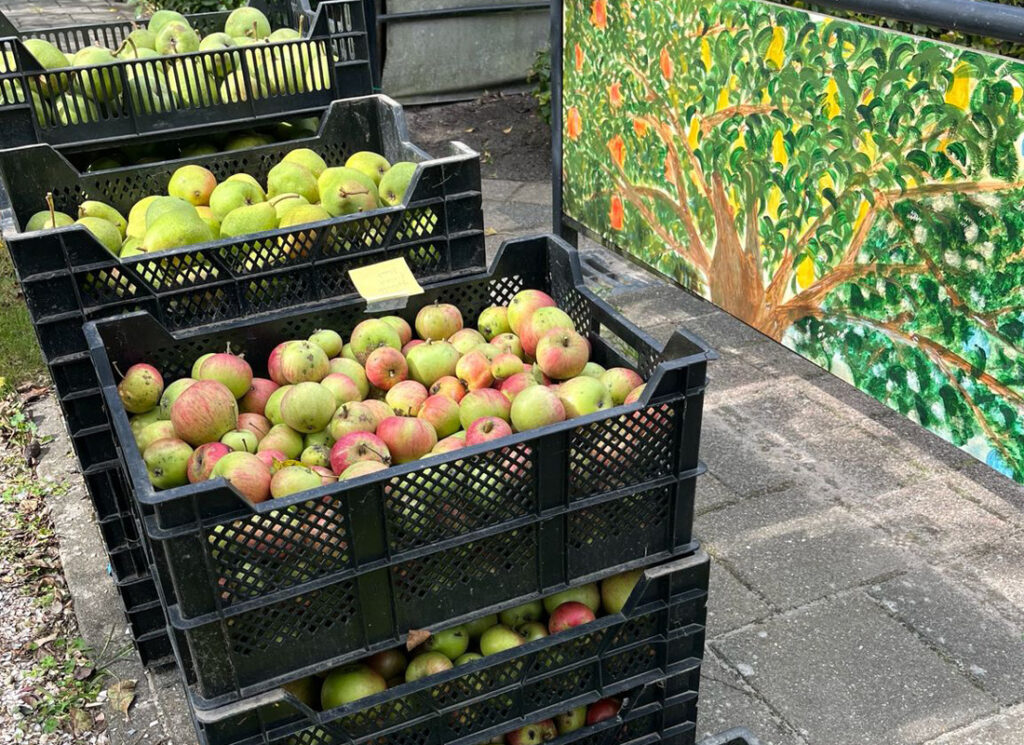 gezamenlijk appels plukken in Almere