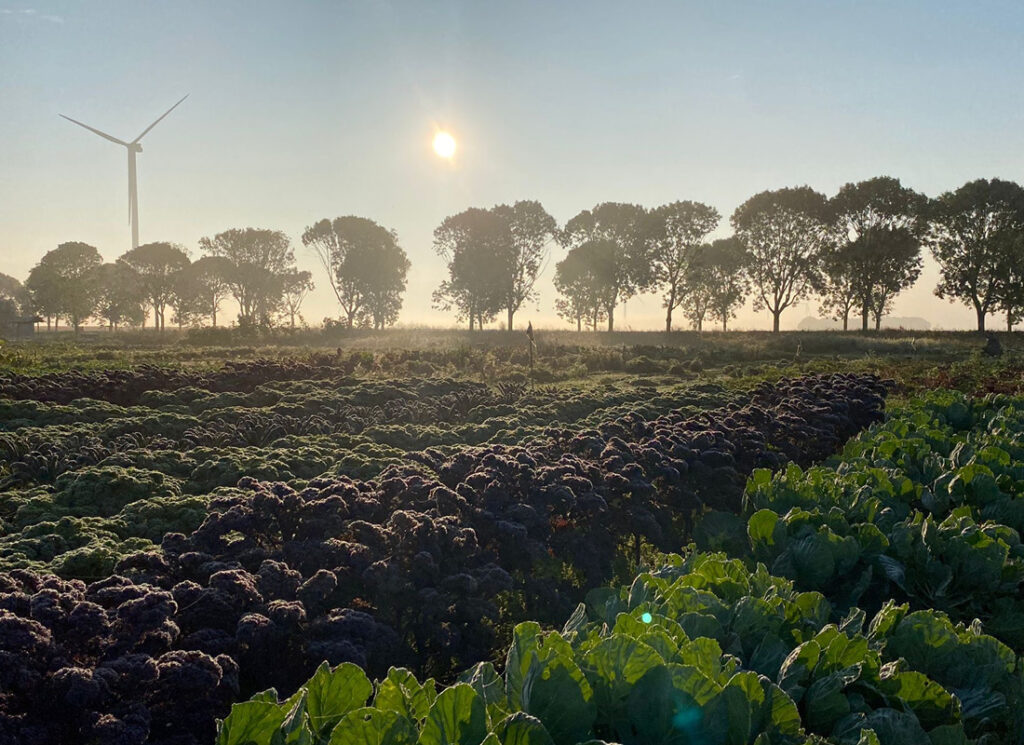 winter oogstaandeel groene pluk
