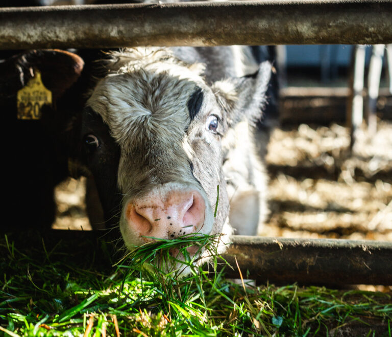 grasgevoerde koeien Bioboerderij