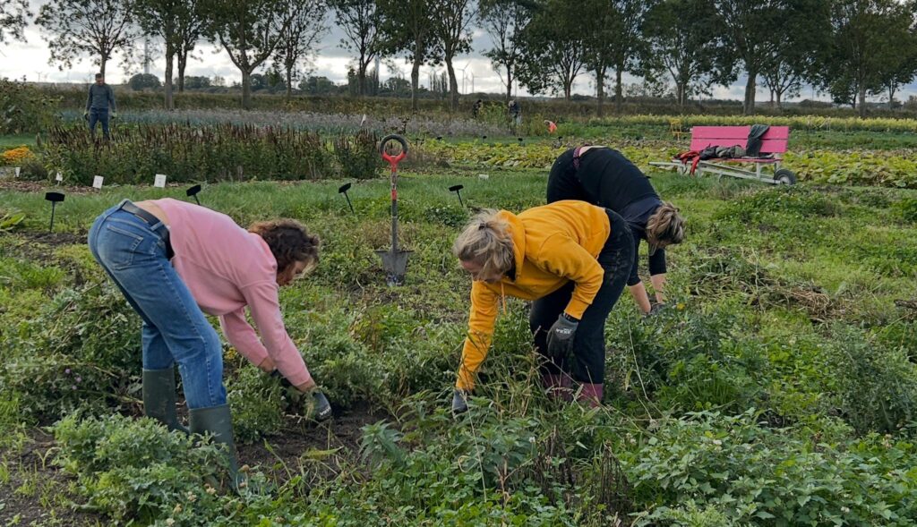 helpen pluktuin Groene Pluk seizoensklaar te maken