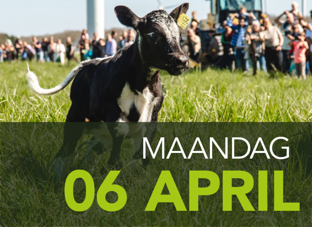 koeiendans 6 april 2026 Burgerboerderij Oosterwold