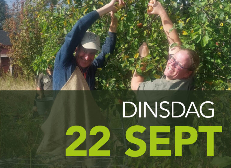 appels plukken almere